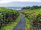 The Captain Cook Trail runs above the Pacific Ocean at Cape Perpetua State Park, Oregon, USA