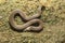 Captains wood snake, Xylophis captaini, Colubridae, Neyyar wildlife sanctuary, Kerala, India