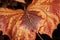 Captivating Autumn Leaves A Vibrant Close Up Shot.AI Generated