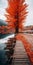 Captivating Autumn Photography: Red Tree On Wooden Walkway