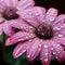 Captivating Beauty of Dew Drops on Petals