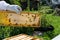 Captivating Beekeeping Moment: Bees Capping Honey on a Summer Day