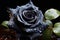 A captivating black rose, a symphony of darkness and delicate allure