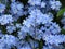 Captivating blue forget-me-not flowers at Queen Elizabeth Park Garden
