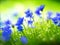 Captivating Blue Wildflowers: A Beautiful Nature\\\'s Delight with Soft Focus and Bokeh.