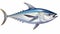 Captivating Bluefin Tuna Fish 3d Drawing Illustration On White Background