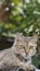 Captivating Bokeh Effect: Beautiful-Eyed Cute Cats in Focus