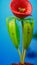 Captivating Carnivory The Venus Flytrap\\\'s Dance with a Captive Fly