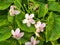 Captivating Claytonia Virginica: A Stunning Showcase of Virginia Spring Beauty Wildflowers in their Natural Habitat