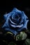 Captivating close up of a beautiful blue rose illuminated by the soft glow of the moonlight