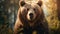 Captivating Close-up: Brown Bear\\\'s Expressive Look In Soft Light
