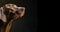 Captivating Close-up of a Brown Weimaraner\\\'s Profile with Large Ears Against a Black Background. Generative AI banner