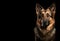 Captivating Close-up of a German Shepherd Dog Against a Black Background. Generative AI panorama banner with copy space