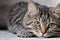 Captivating Close-Up: Portrait of a Beautiful Gray Striped Cat.