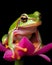 A Captivating Close-Up Portrait of a Frog Sitting on a Flower, Isolated on Black Background