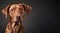 Captivating Close-up of a Rhodesian Ridgeback puppy looking at camera against grey background. Generative AI panorama banner with