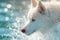 Captivating Close-Up: Siberian Husky Embracing Liquid Motion.
