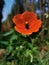 Captivating Close-Up: The Vibrant Red Poppy amidst a Hazy Forest