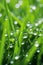 Captivating Close-Up: Water Drops Glistening on Lush Grass Blades, a Refreshing and Mesmerizing Sight