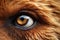 Captivating Closeup bear eyes animal. Generate Ai
