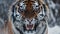 captivating closeup of fierce Siberian tiger face in aggressive stance