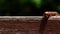 Captivating closeup of a millipede crawling on a wooden staircase in a forest.