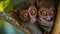 A captivating closeup of two tarsiers their big eyes locked onto each other in an intimate moment