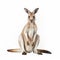 Captivating Documentary Photos: Kangaroo Sitting On White Background