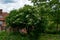 Captivating Elderberry Tree in Full Bloom - Serene Rural Scene on a Sunny Spring Day