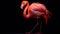 Captivating Flamingo: Realistic Animal Portrait on Dark Surface