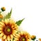 Captivating floral background design with colorful sunflowers ai generated