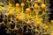 captivating fractal patterns in slime mold