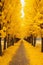 Captivating golden autumn foliage in lush forest with winding asphalt road pathway