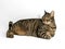 Captivating Gray and Brown Tabby Cat with Mesmerizing Yellow-Green Eyes in Relaxed Pose on Gray Background