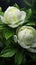 Captivating Green Peony Flowers in Perfect Detail AI Generated