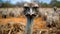 Captivating Hdr Photo Of Ostrich: A Glimpse Into The Wild Feeding Habits Of Emu