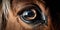 Captivating Horse Eye Close-Up. Generative ai