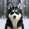 Captivating Husky Dog In Snow With Striking Blue Eyes