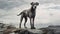 Captivating Hyperrealistic Portraits Of A Majestic Gray Dog In Norwegian Nature