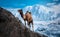 A captivating image of a camel in the icy mountain