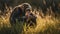 Captivating Image Of Chimpanzee Grazing In Golden Light