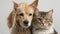 This captivating image showcases a heartwarming moment between a dog and cat .