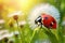 A captivating image showcasing the delicate beauty of a ladybug peacefully sitting on top of a vibrant dandelion, Ladybug on a