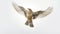 Captivating Lark In Flight: A Stunning Photo With White Background