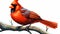 Captivating Majestic Northern Cardinal Vector Art