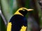 Captivating Male Regent Bowerbird in a Closeup Portrait.