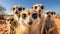 A Captivating Meerkat Adventure