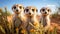 A Captivating Meerkat Adventure