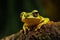 Captivating moment, frog reveals itself with a playful peek