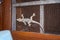 Captivating Moon Lizard, an Asian house gecko, crawls on an Indian household window in Uttarakhand, India